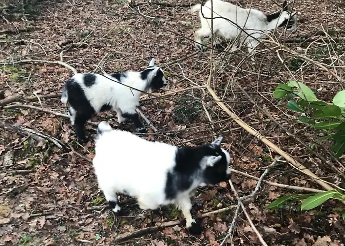 Camping Le Ruisseau Saint-André-de-Seignaux